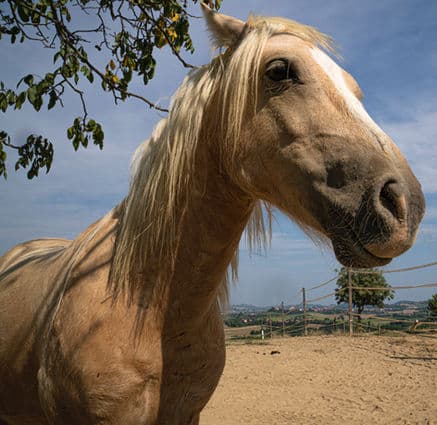 Equitazione – partecipante a cavallo
